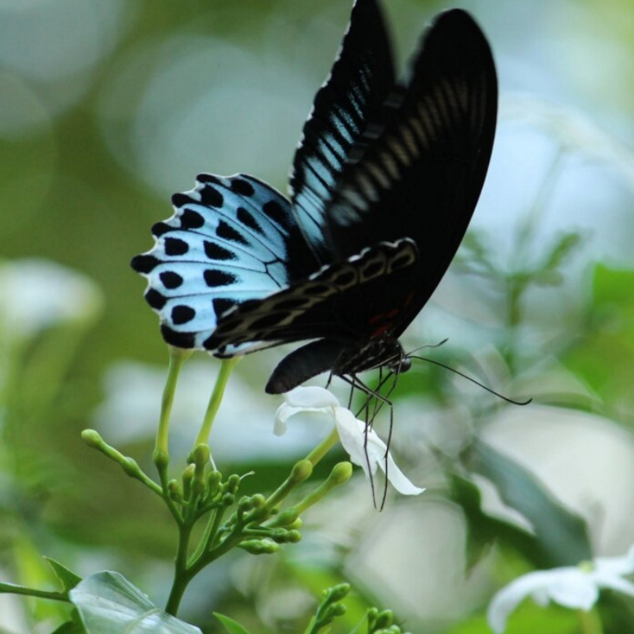 蓝裙美凤蝶 "你说这一句 很有夏天的感觉"  蓝裙美凤蝶,无疑是在美