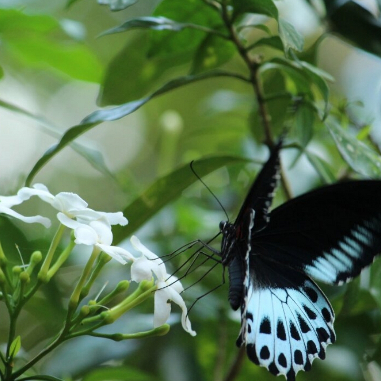 蓝裙美凤蝶 "你说这一句 很有夏天的感觉"  蓝裙美凤蝶,无疑是在美