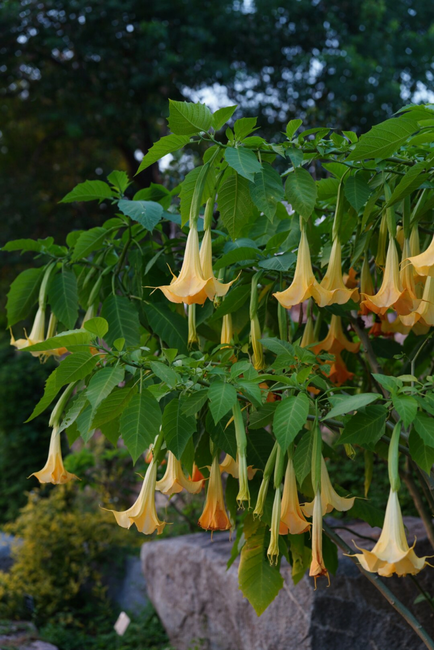 木本曼陀罗|黄花和粉花  木本曼陀罗:南方之神秘芳香  木本曼陀罗,茄