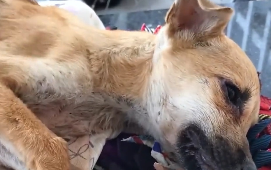 一只小奶狗,遭主人抛弃,瘦弱的身躯如同皮包骨.