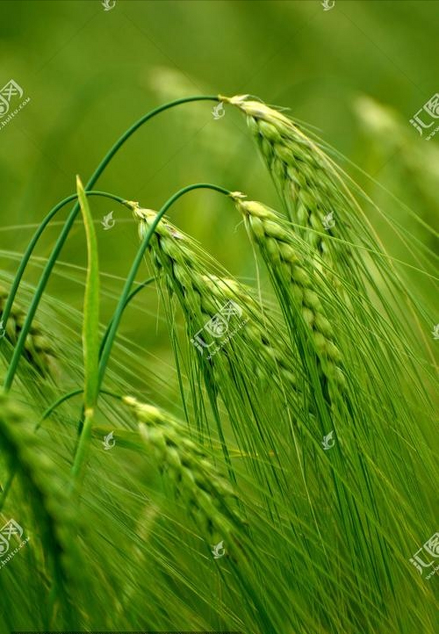 西藏的田园风光:青稞,原来是长这样的,它是青藏高原特有的农作物,用它