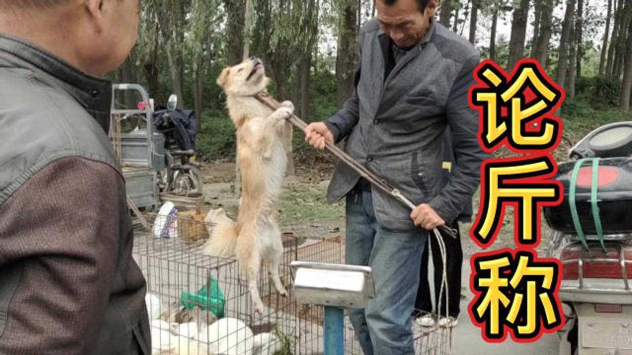 可恶的狗贩子,狗狗们在笼子里哀嚎,发抖,可现实却无能为力