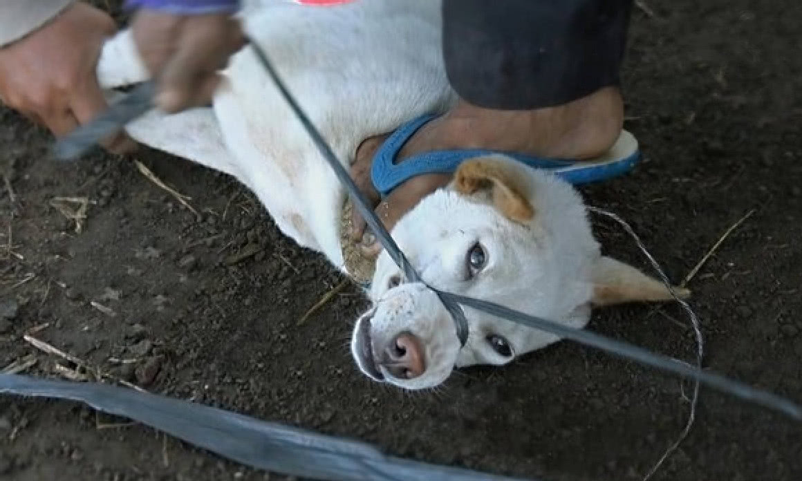可恶的狗贩子,狗狗们在笼子里哀嚎,发抖,可现实却无能为力