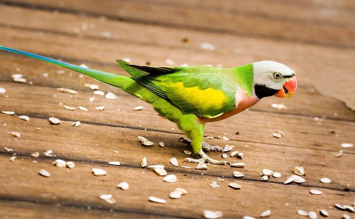 鹦鹉雏鸟一只脚无力站不住