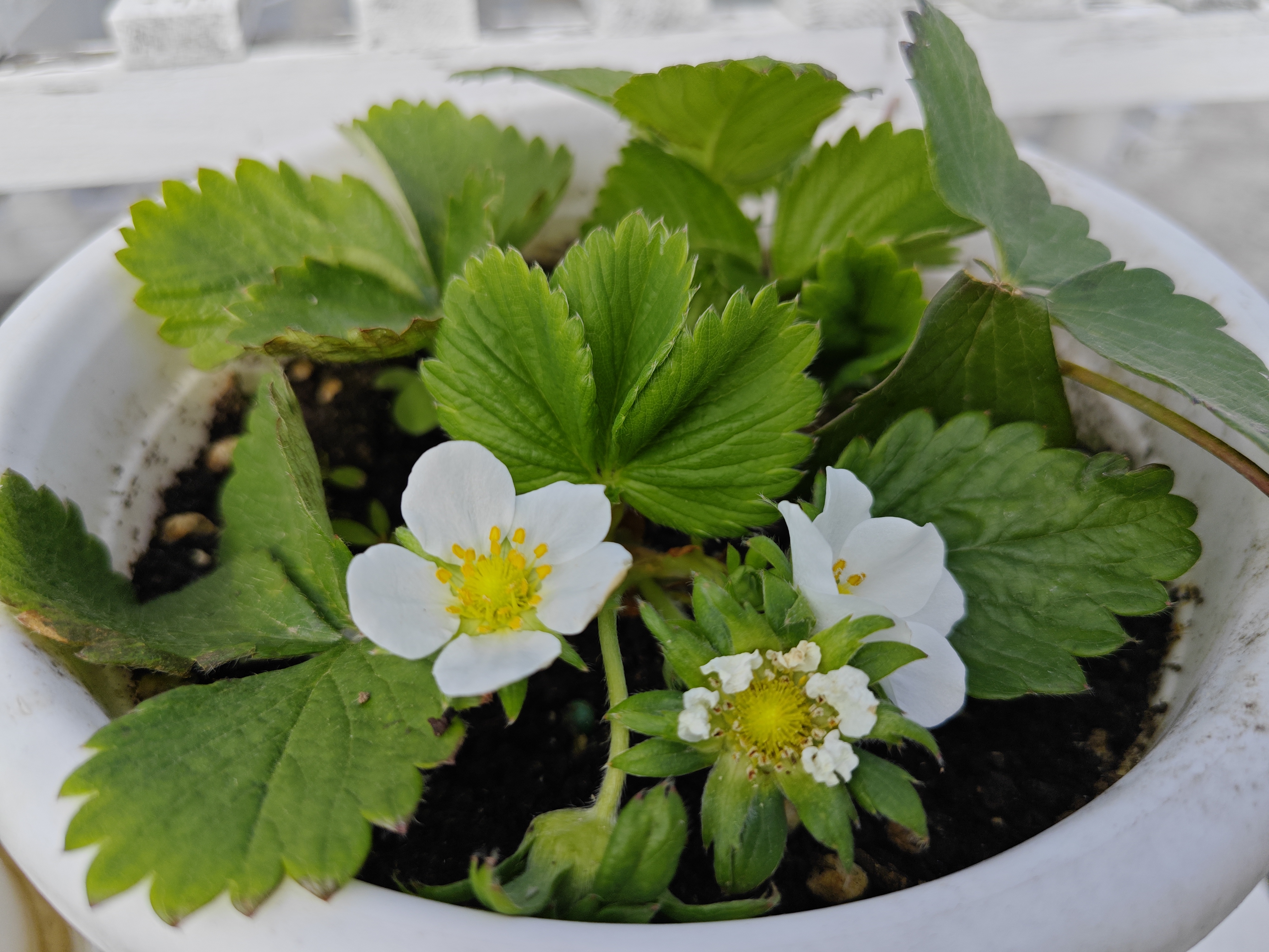 草莓盆栽开花结果图片草莓开花图片真实草莓幼苗开花草莓花怎么画草莓