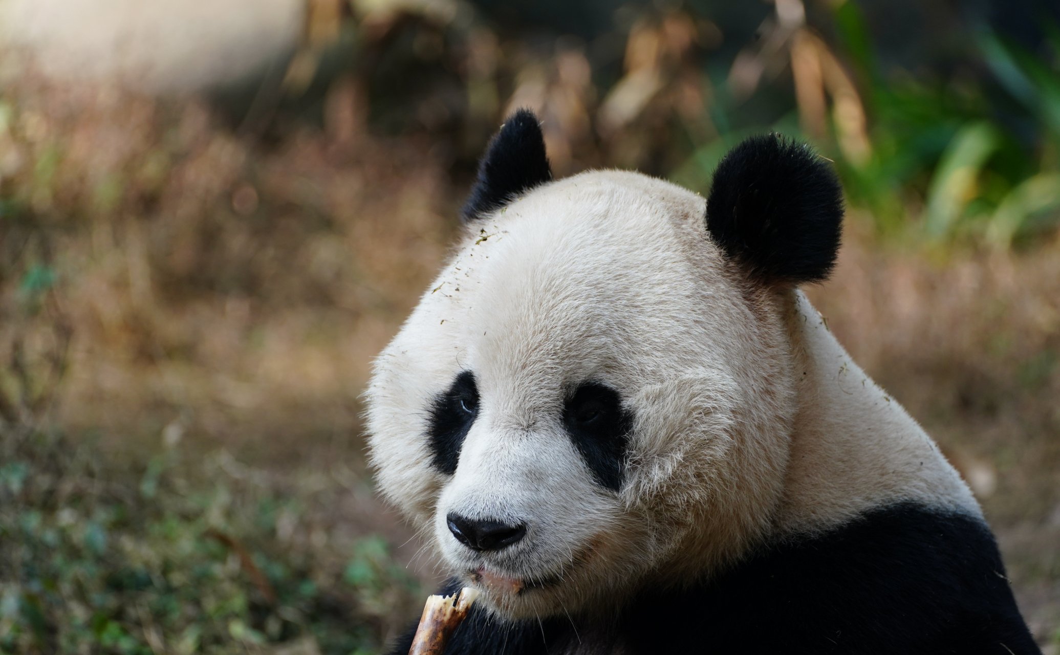 是新鲜出炉的大熊猫蔓越莓啊! 渝可渝爱的大长腿老父亲. 又乖又帅气.