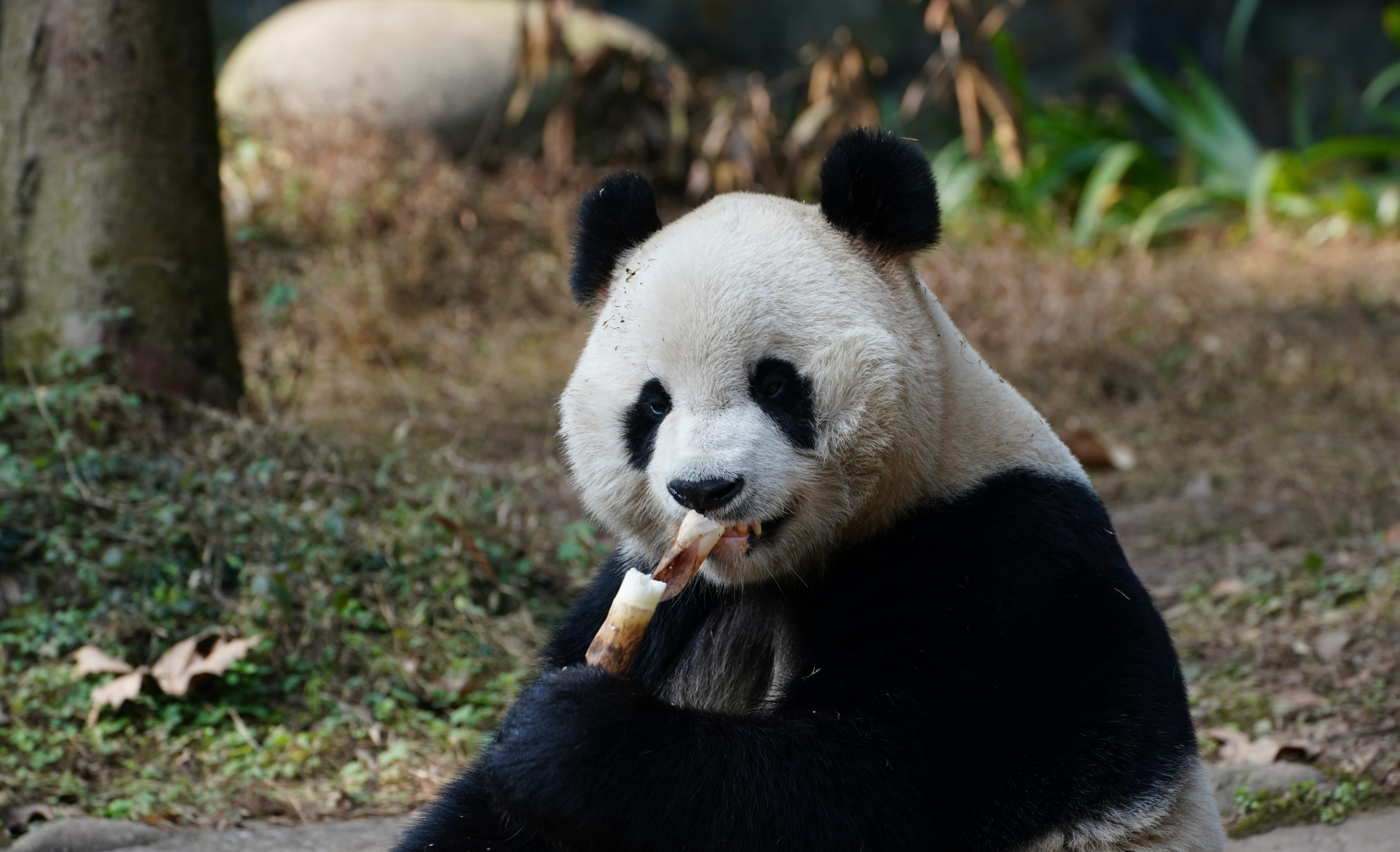 是新鲜出炉的大熊猫蔓越莓啊! 渝可渝爱的大长腿老父亲. 又乖又帅气.