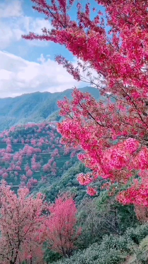 云南樱花谷风景区图片