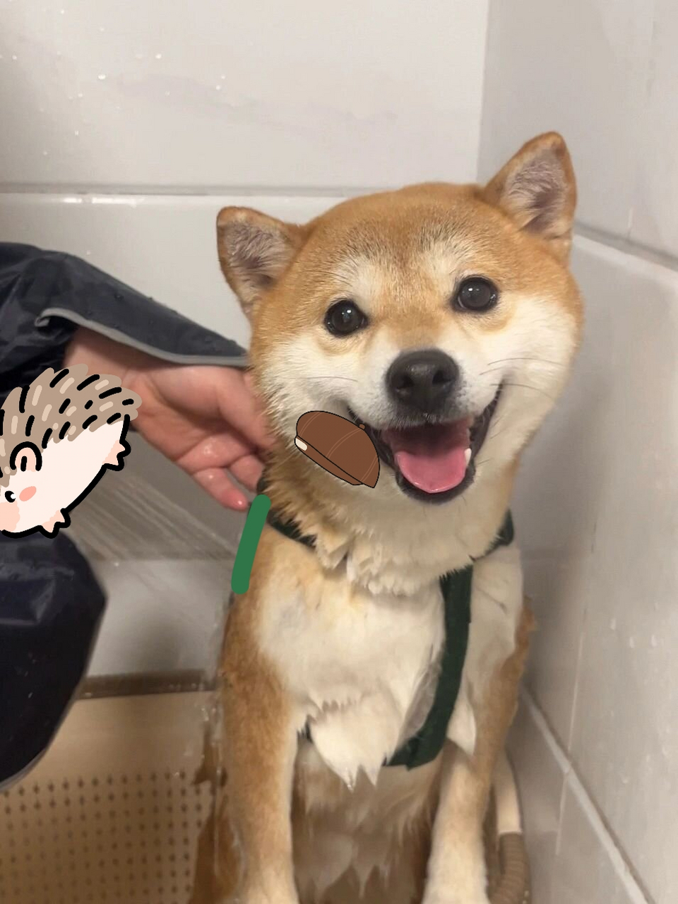 要洗澡的狗 小狗一个月没洗澡了,洗完澡摇身一变,变干净的小狗,感觉很