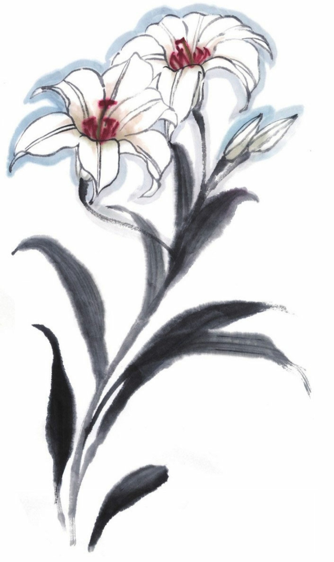 国画百合花的画法