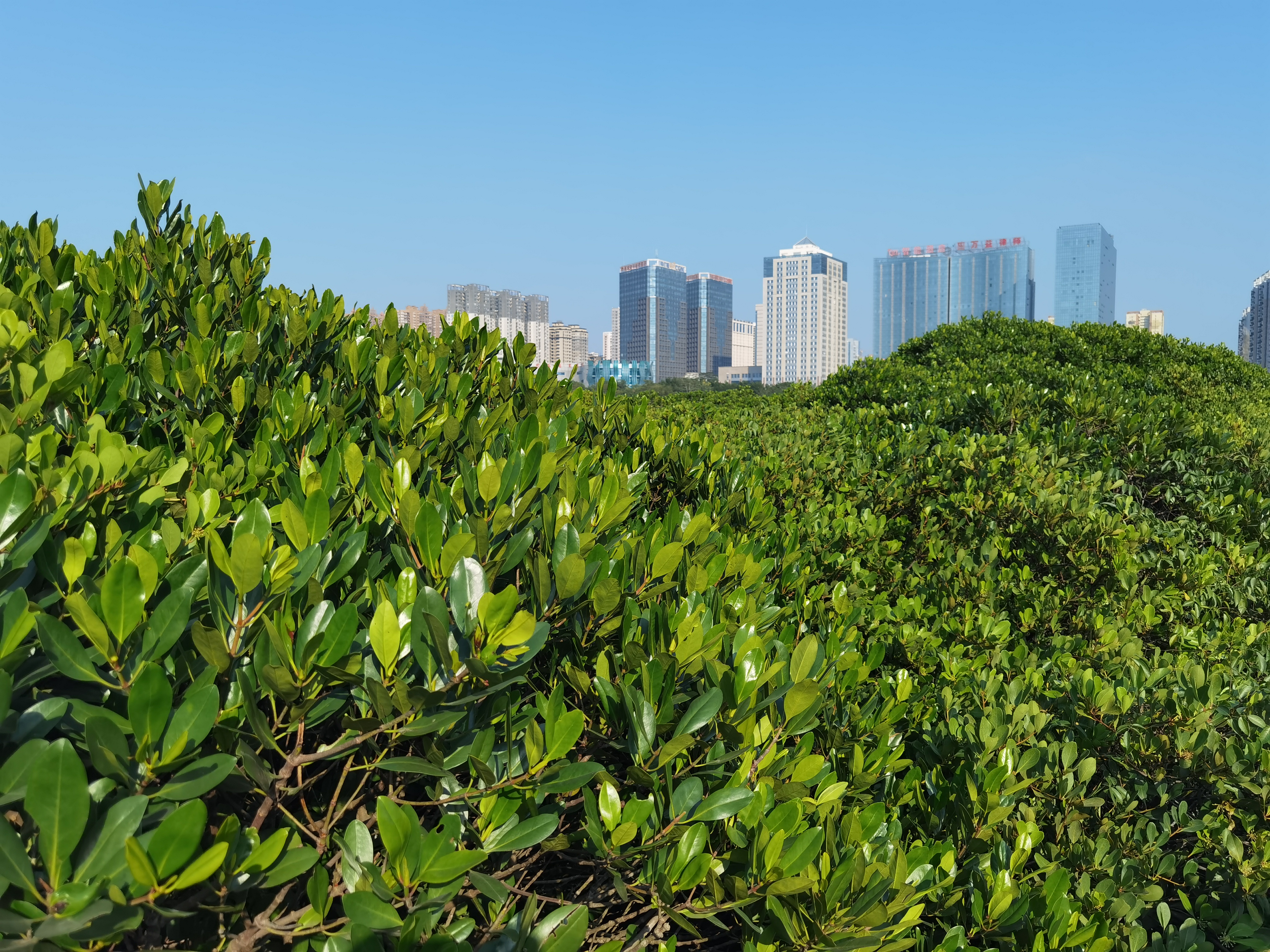 游览防城港海洋文化公园 位于防城港行政中心,是一处将石刻书法,诗词