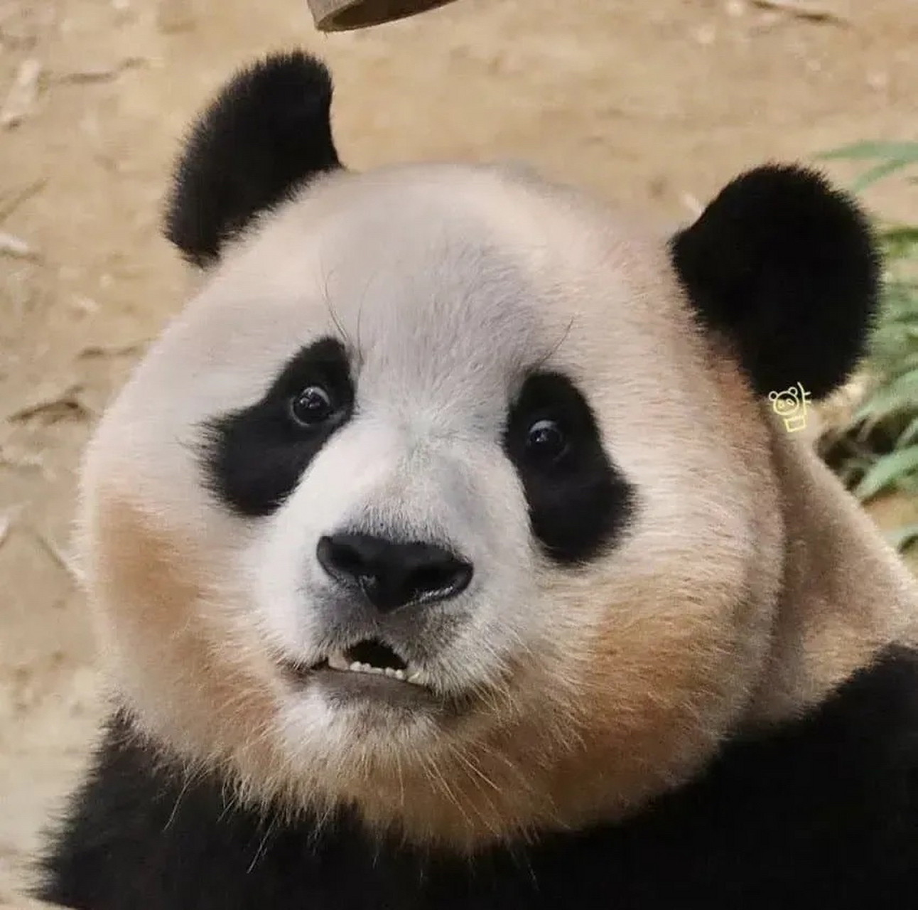 这张图片真是生动地展现了形容福宝的一句话:福宝的目光清澈而又略显