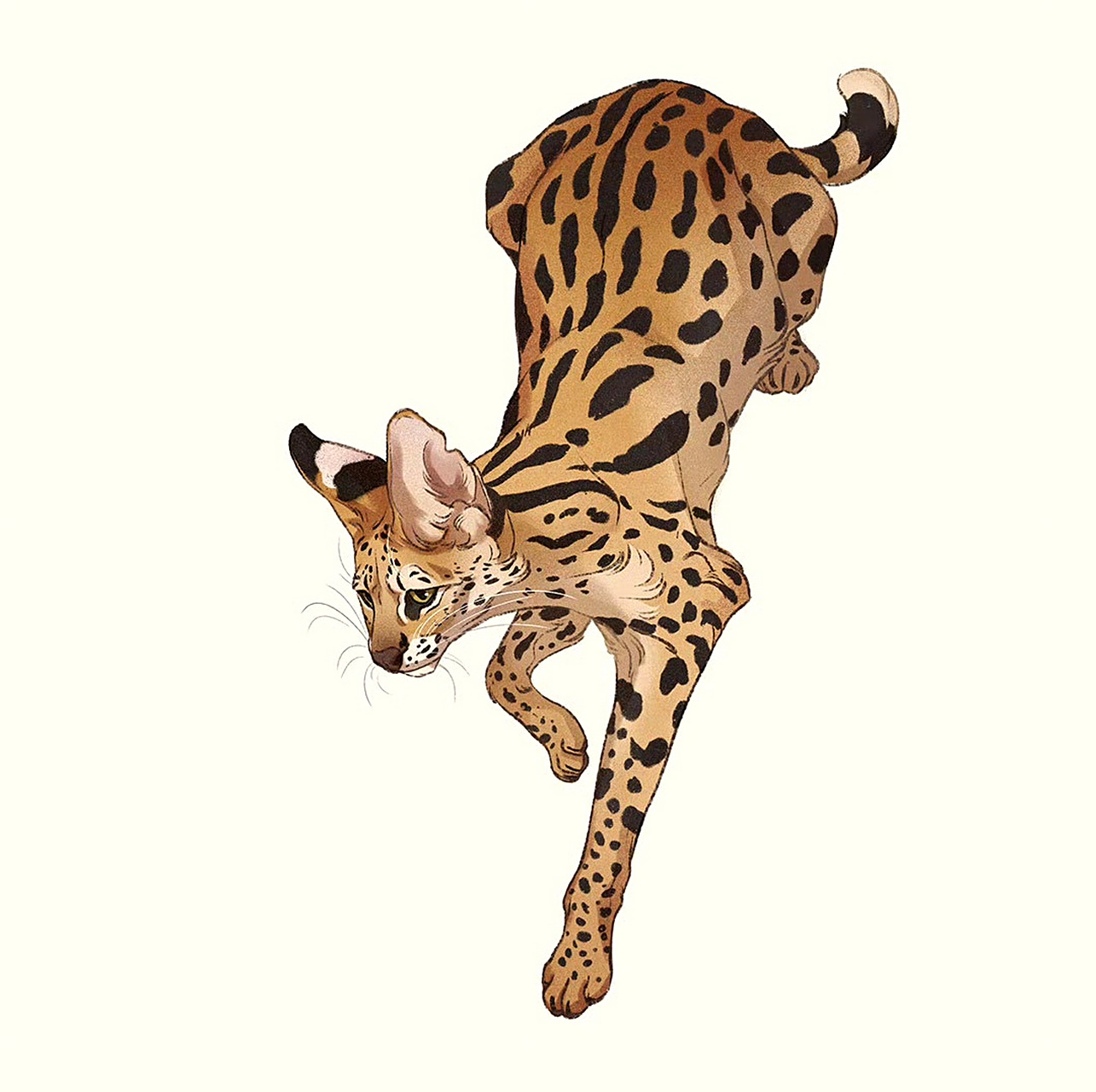 一组猫科动物绘画作品欣赏,描绘了不同种类的大猫,展现了它们可爱的