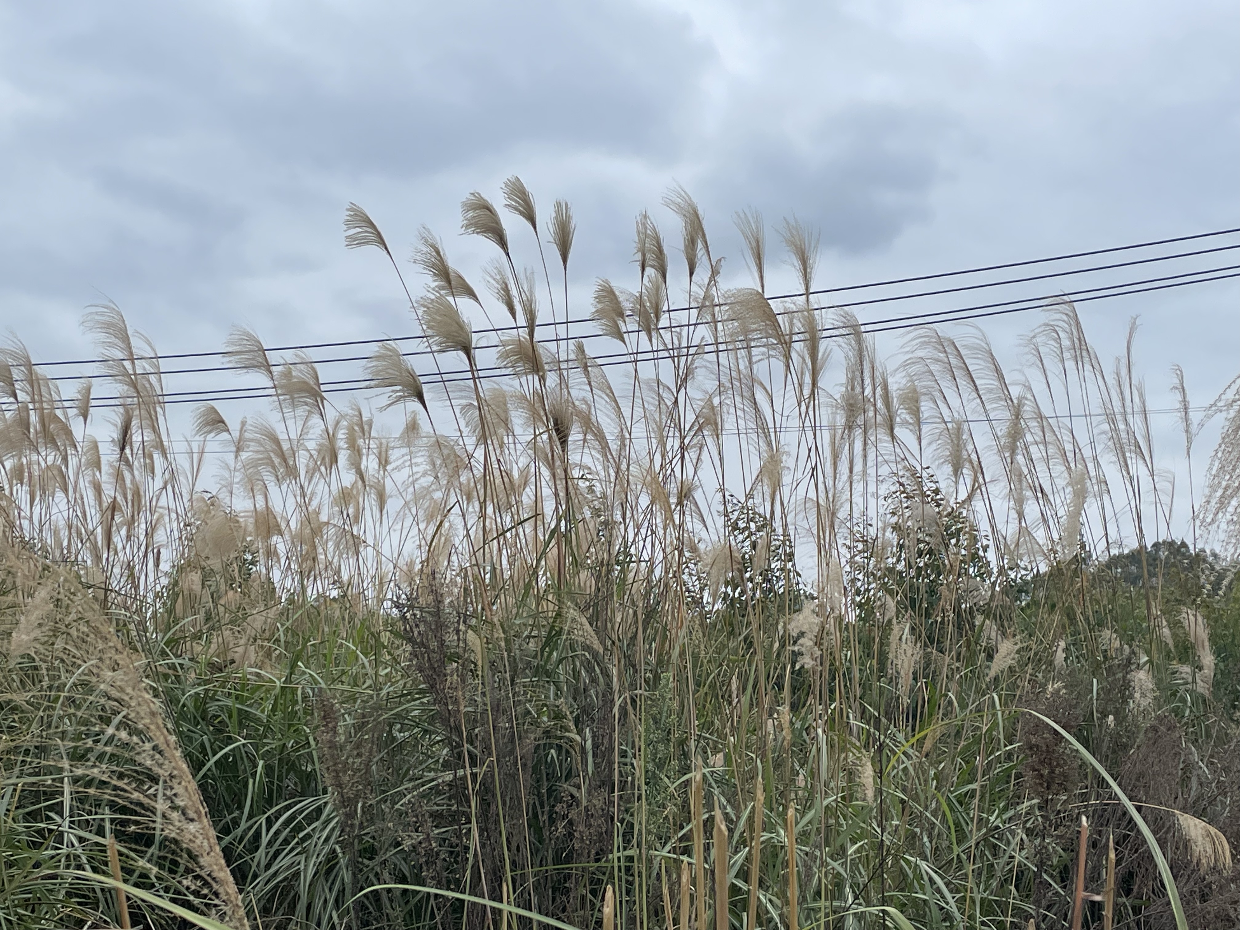 几个闺蜜相约东泉镇赶集,像放飞的鸟儿一样欢喜.