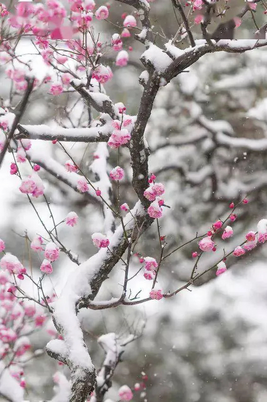 随笔～梅花图 雪逸嫣然展秀华,冰魄玉朵绽山崖.