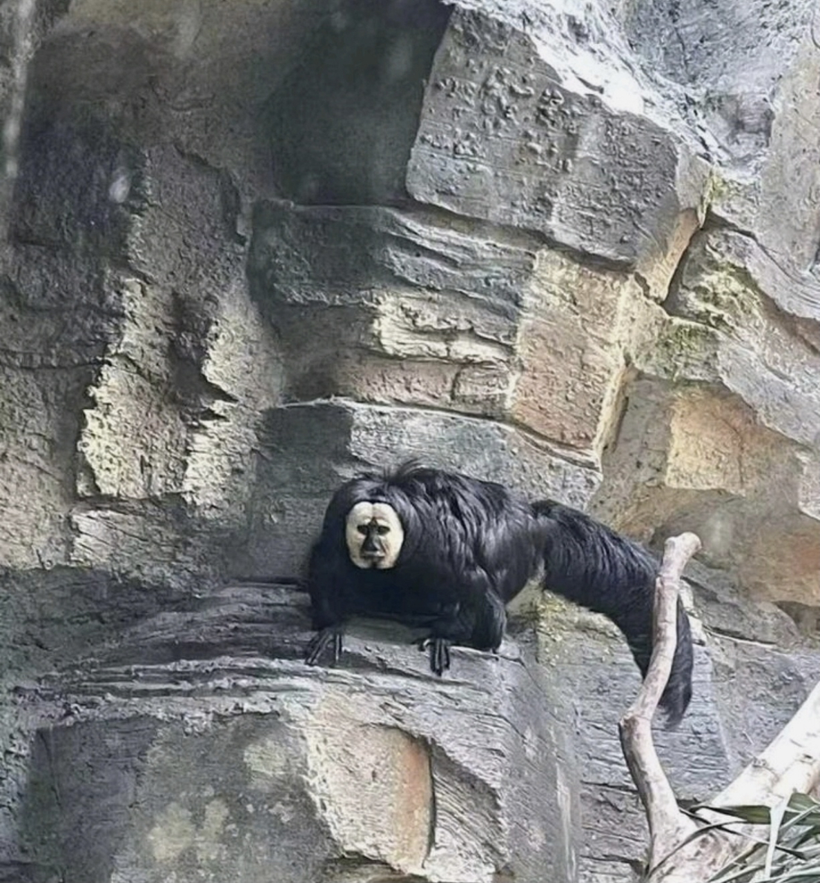 湖北花脸猴图片