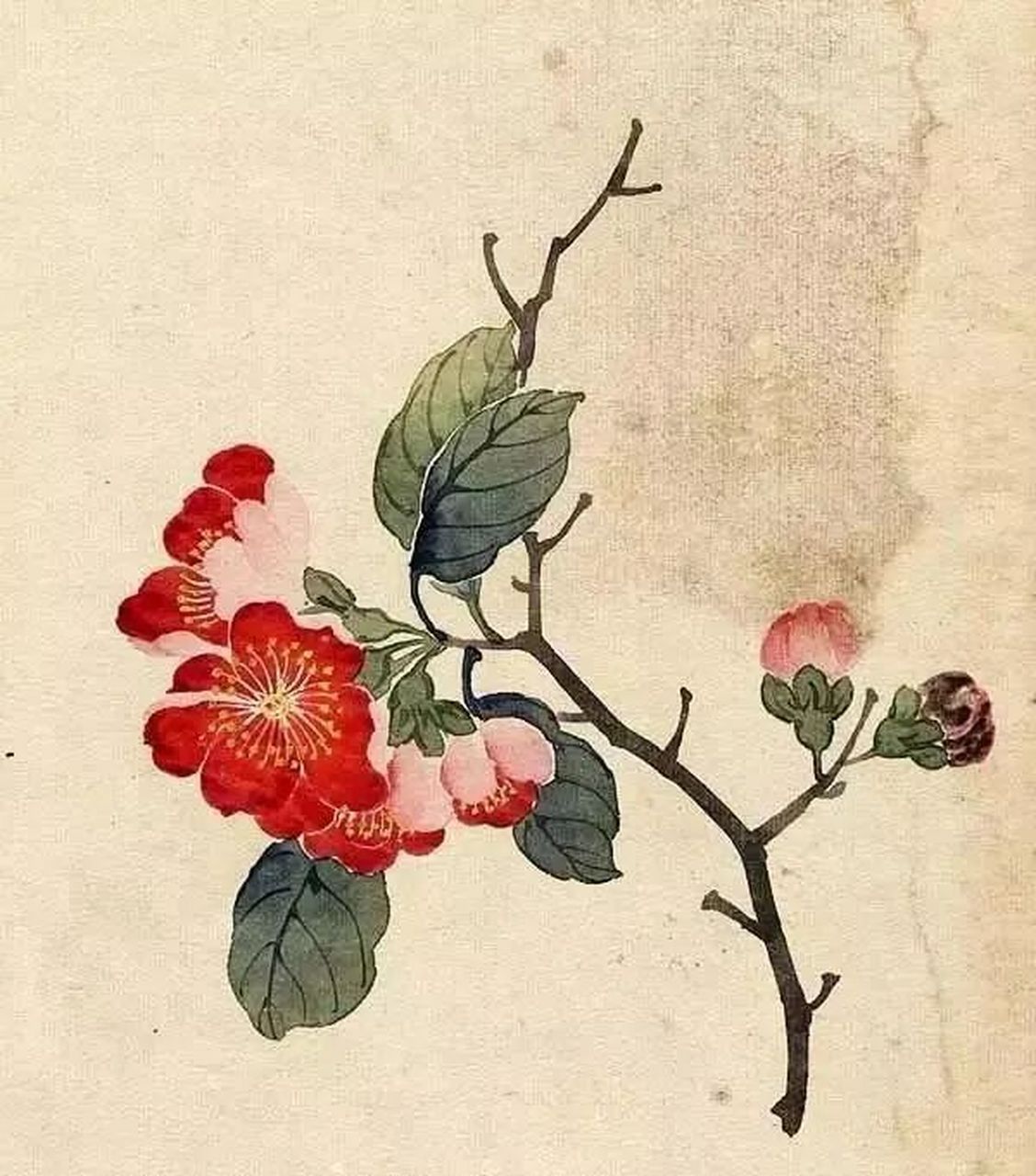 缪谷瑛工笔花卉《百花图》部分欣赏