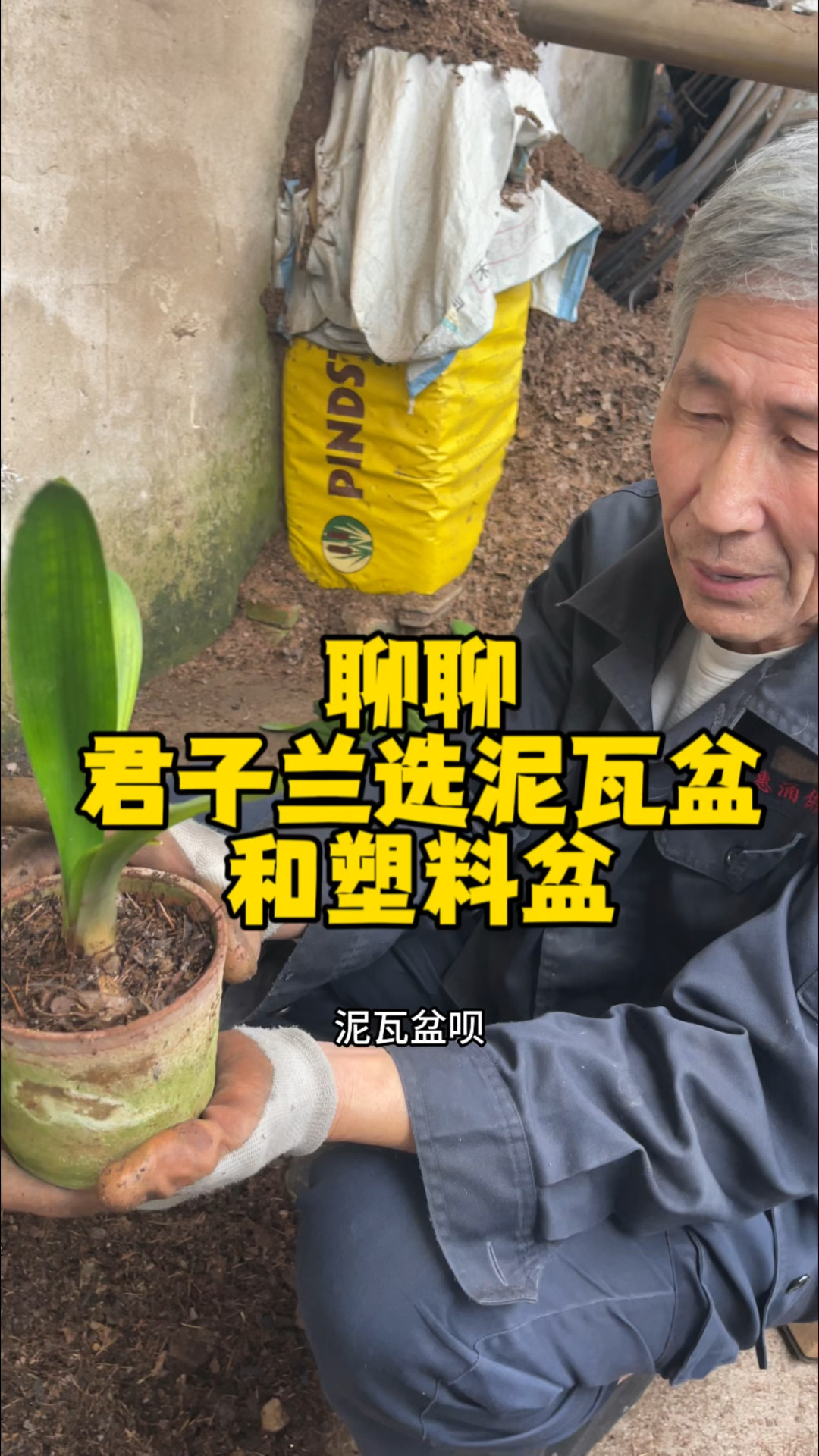 聊聊君子兰选泥瓦盆和塑料盆