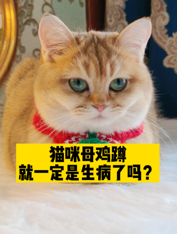 猫咪母鸡蹲和农民揣图片