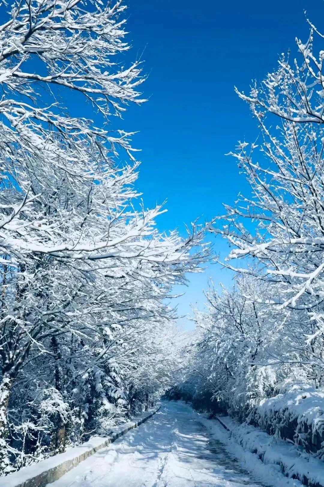 一眼心動的10處霧凇奇觀玉樹冰花你看過幾個