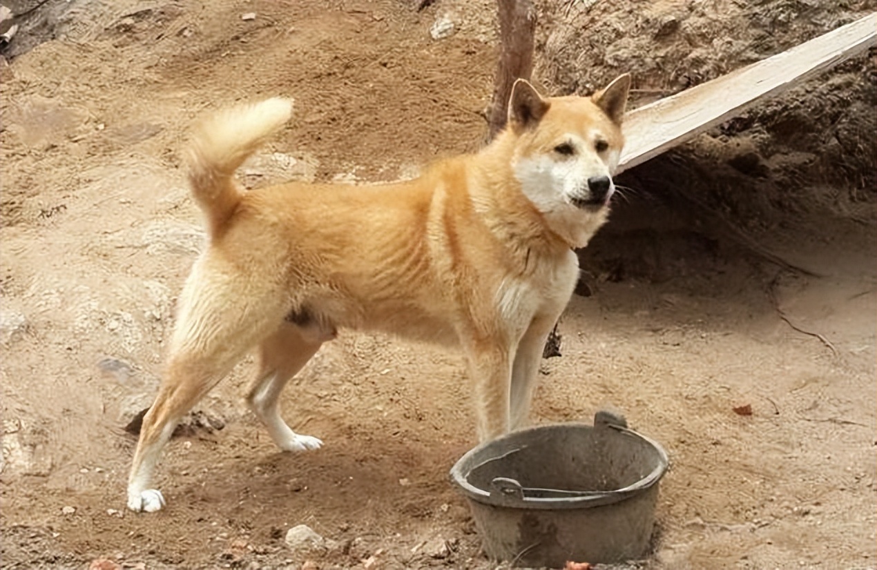 中华田园犬,又称土狗,是我们本土的犬种.