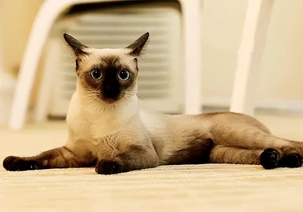 猫咪品种 baijiahao.baidu.com