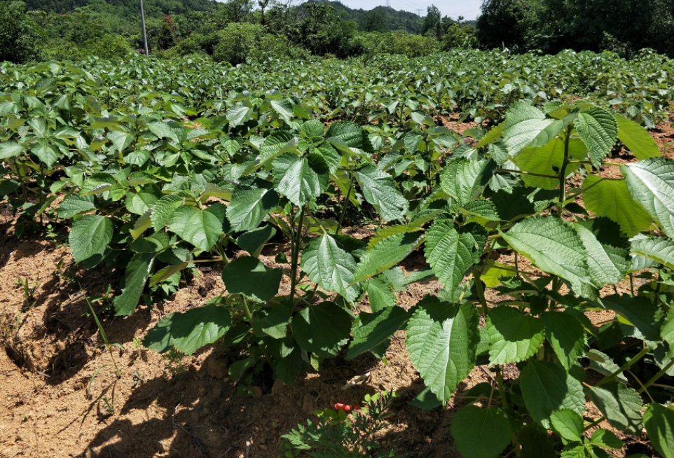 苎麻,也叫野麻,中国草,有4大功效,价值高,农民朋友要了解!