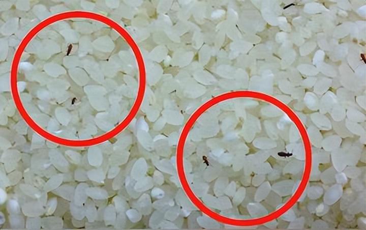 农村家中的米缸为何封闭也会生出一堆虫子它们究竟是什么