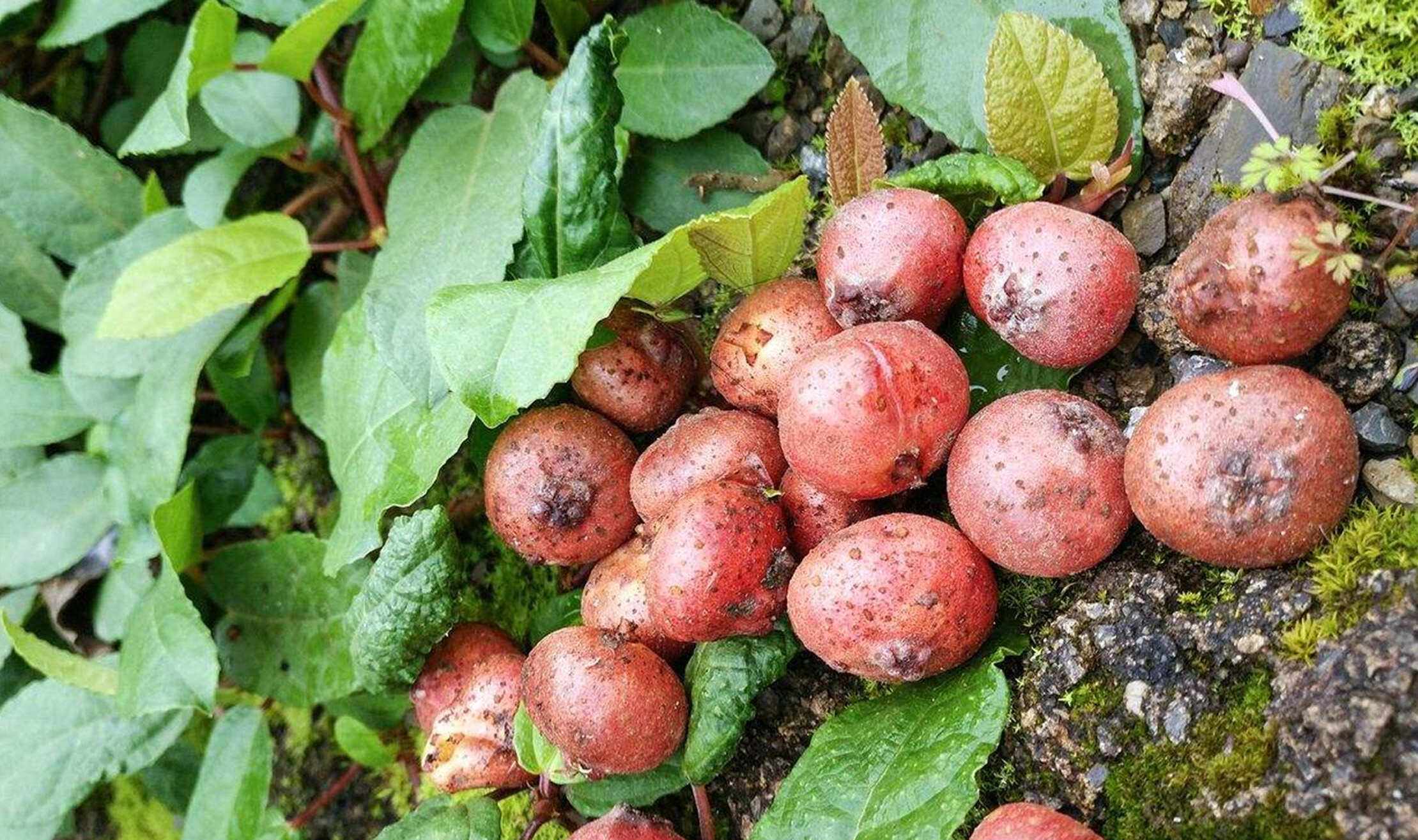 农村山里有一种野果叫地枇杷,地枇杷好吃吗?