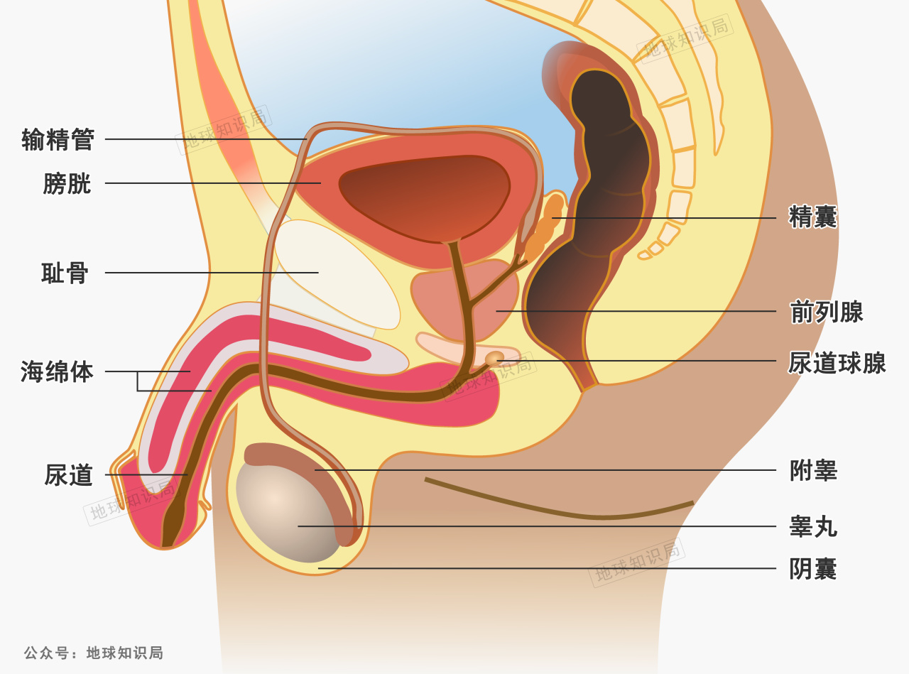精子危机,男性不孕不育怎么这么多?