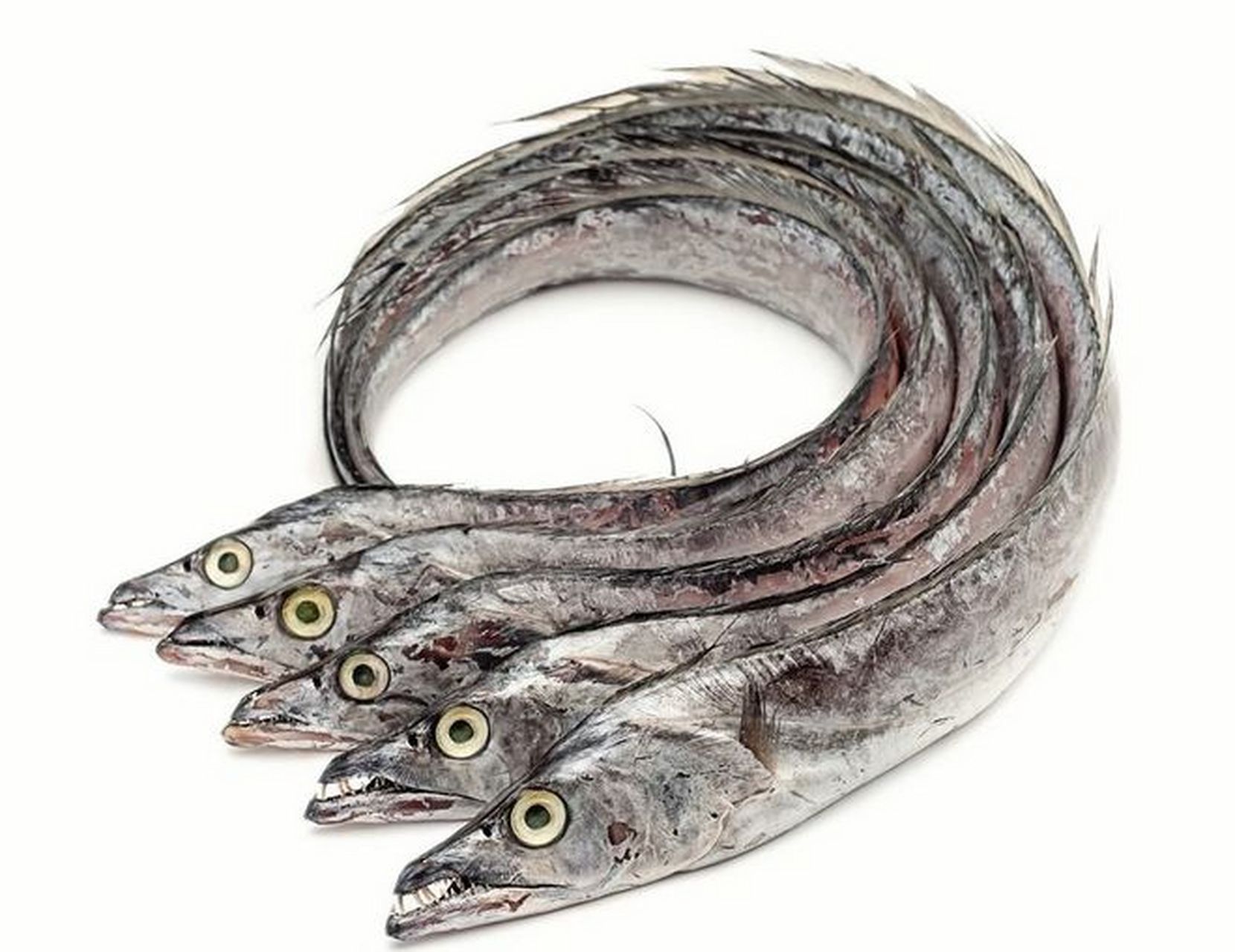 摘要: 刀鲚,又称刀鱼,属于鲱形目鳀科鲚属.