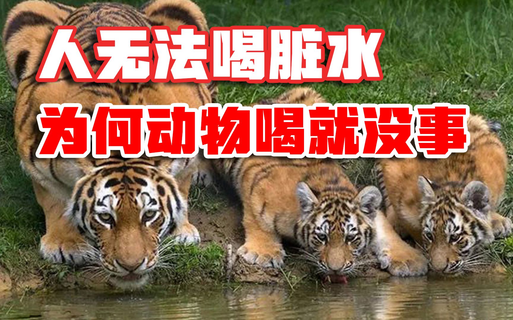 为什么动物可以喝脏水,人却不能?