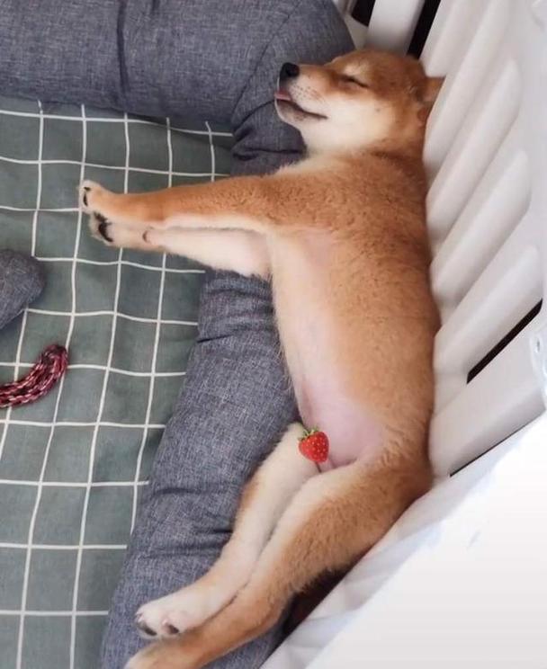 偷偷告诉你,从狗狗的"睡姿"就能看出它的"性格",很准