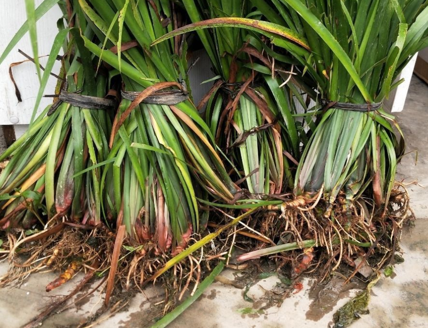 沙姜,也叫山柰,山辣,有3个作用,价值极高,农民朋友要了解!