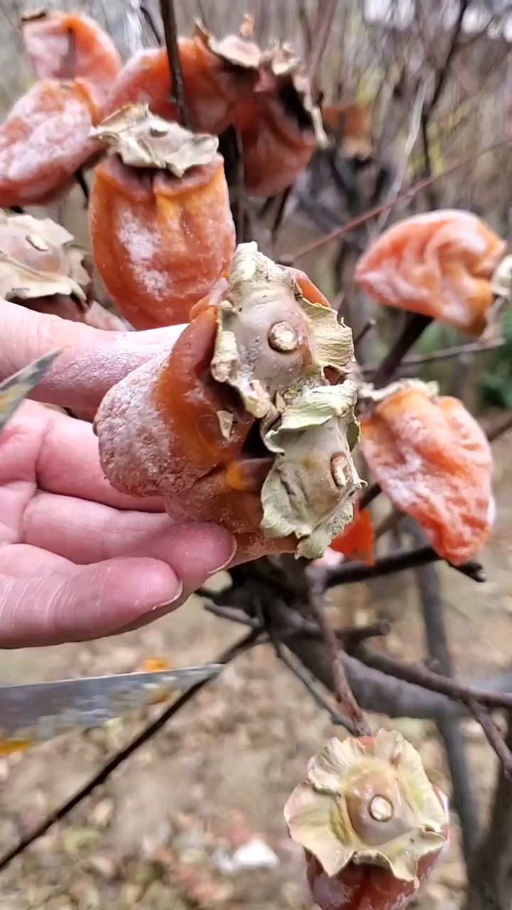 糖心吊柿饼软糯香甜,喜欢吃的来