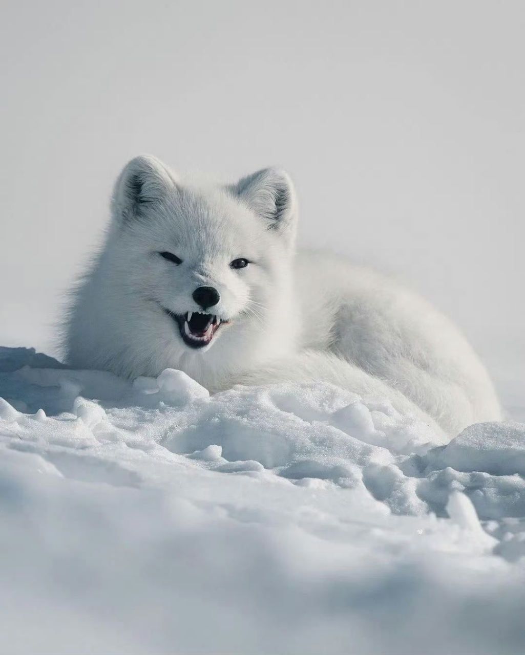 雪狐笑图片