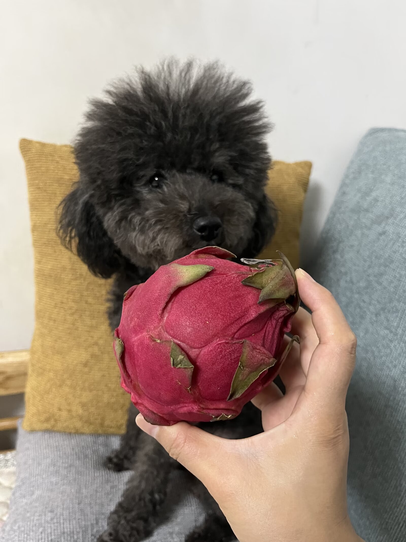 小狗能不能吃火龙果?