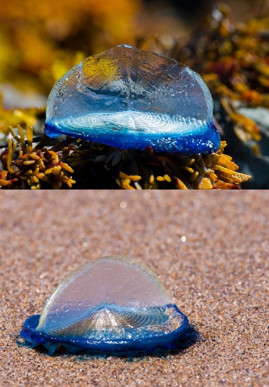 蓝色风帆|帆水母  帆水母是一种海生浮游生物,属于水螅纲银币水母科帆