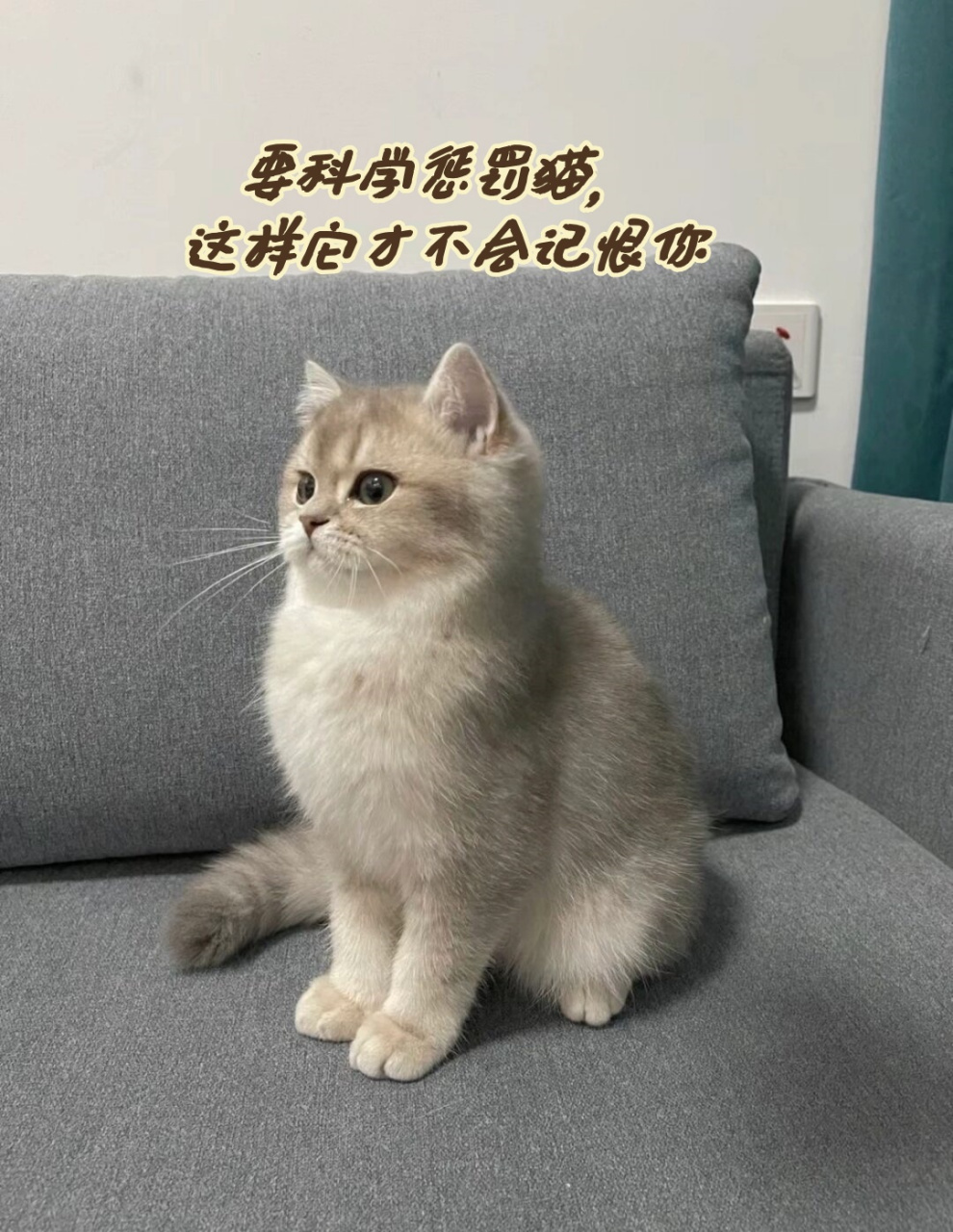 惩戒猫图片