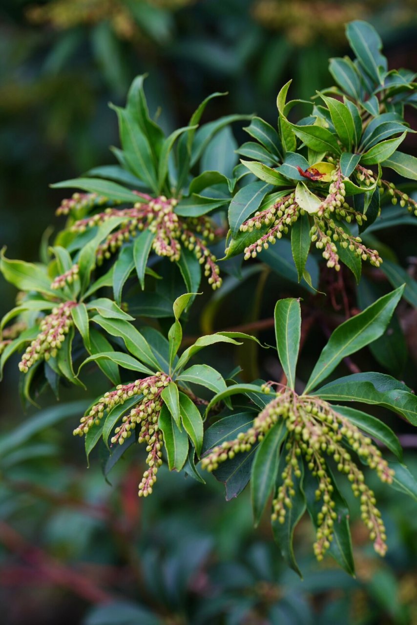 马醉木的果实  马醉木,也称为日本马醉木,属于杜鹃花科马醉木属.