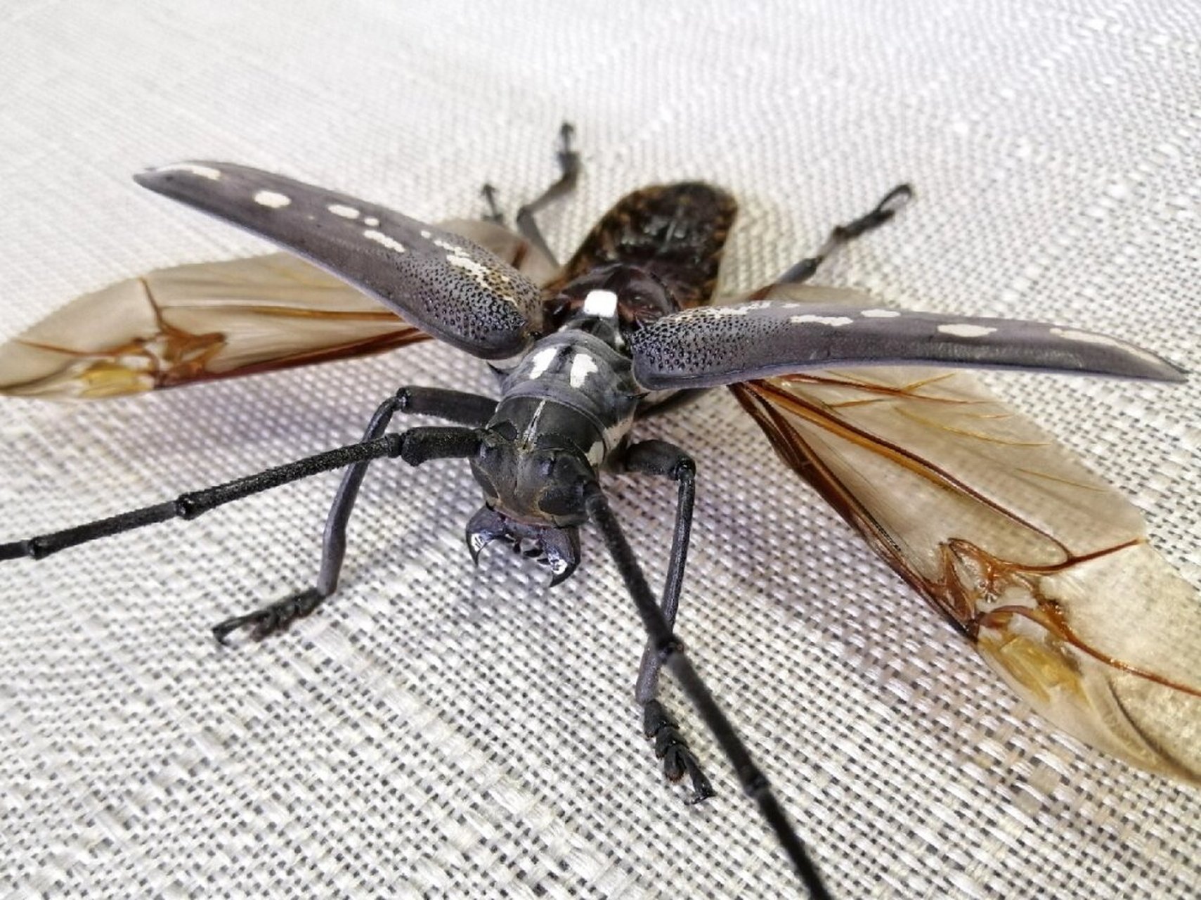 牛系列之酷虫仙牛(恐虫勿入)  云斑白条天牛【batocera lineolata】