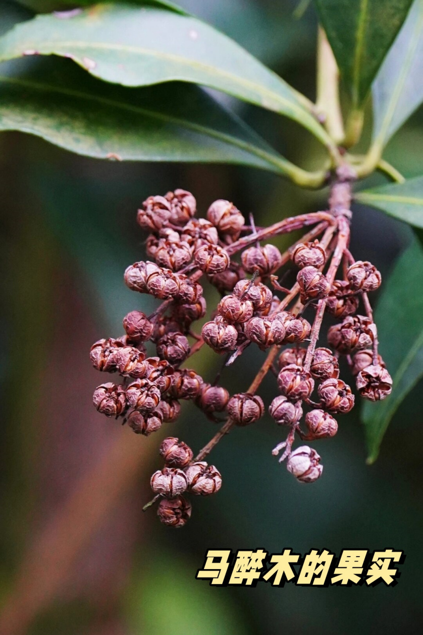 马醉木的果实  马醉木,也称为日本马醉木,属于杜鹃花科马醉木属.