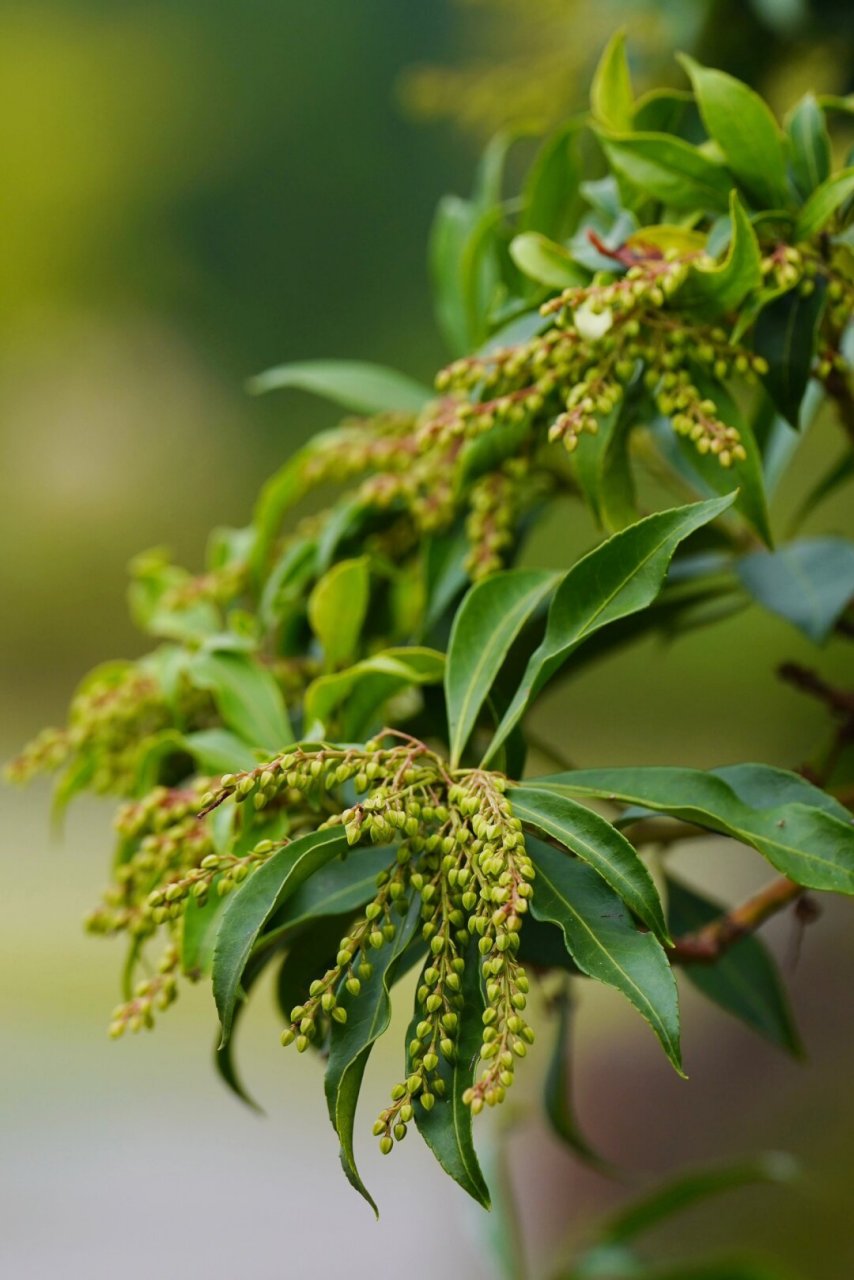 马醉木的果实  马醉木,也称为日本马醉木,属于杜鹃花科马醉木属.