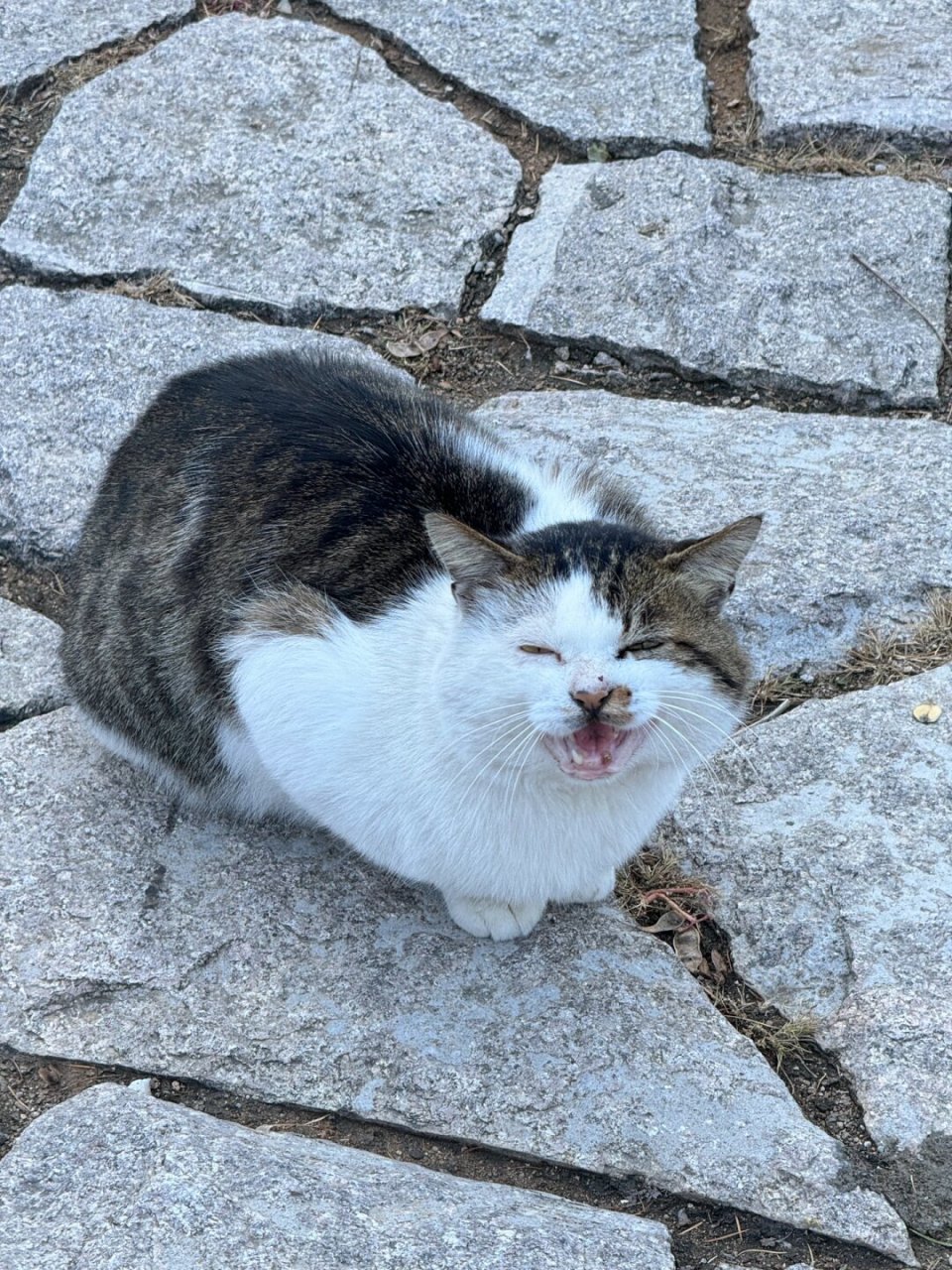 吉林北山小猫图片