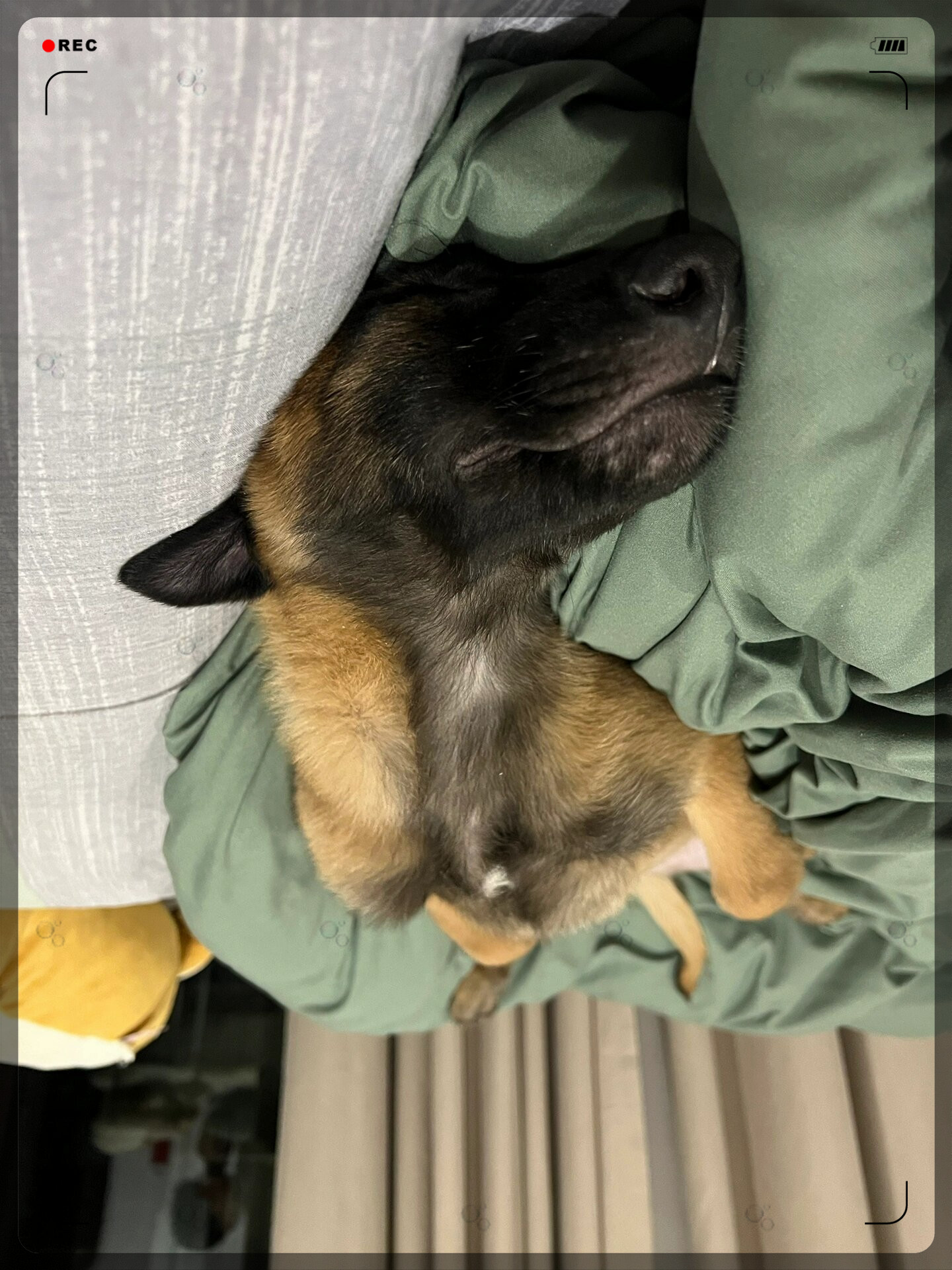 当猛张飞化身为一只马犬黑皮的毛发在灯光下闪