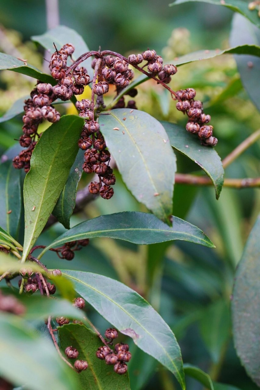 马醉木的果实  马醉木,也称为日本马醉木,属于杜鹃花科马醉木属.
