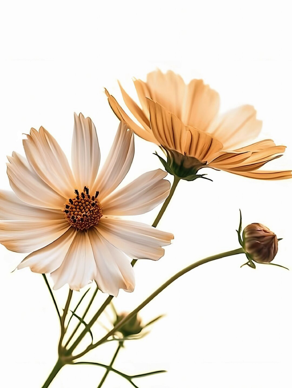 绘画素材:波斯菊  波斯菊,优雅的花姿与丰富的色彩,为你的创作带来