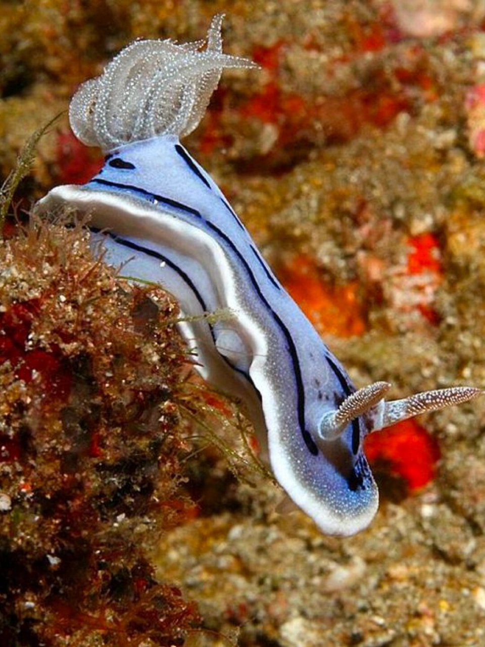 学名:chromodoris willanii  英文:willans chromodoris  威廉海兔