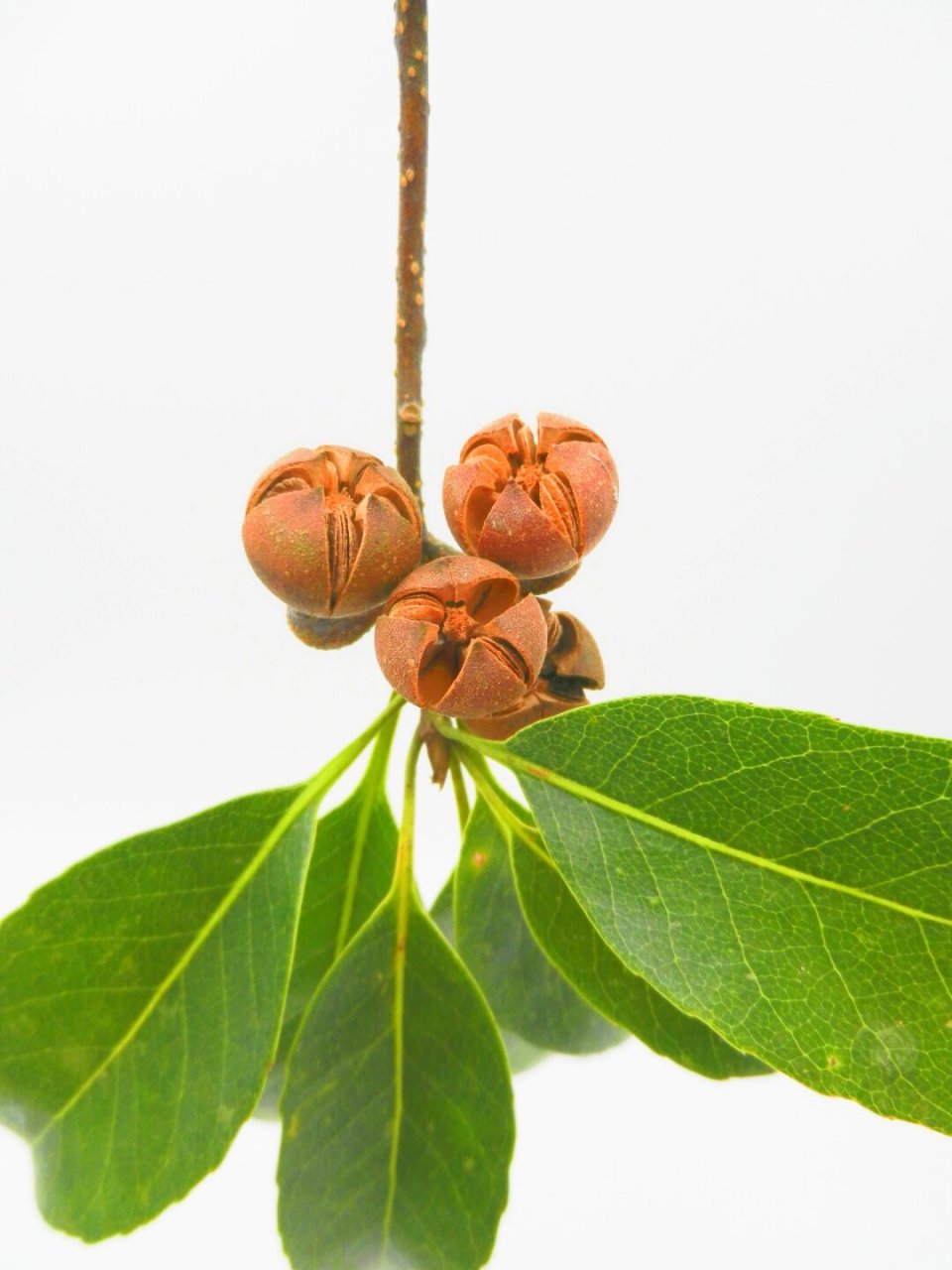 植物科普  "十字果",又名荷树,荷木,属于山茶科木荷属.