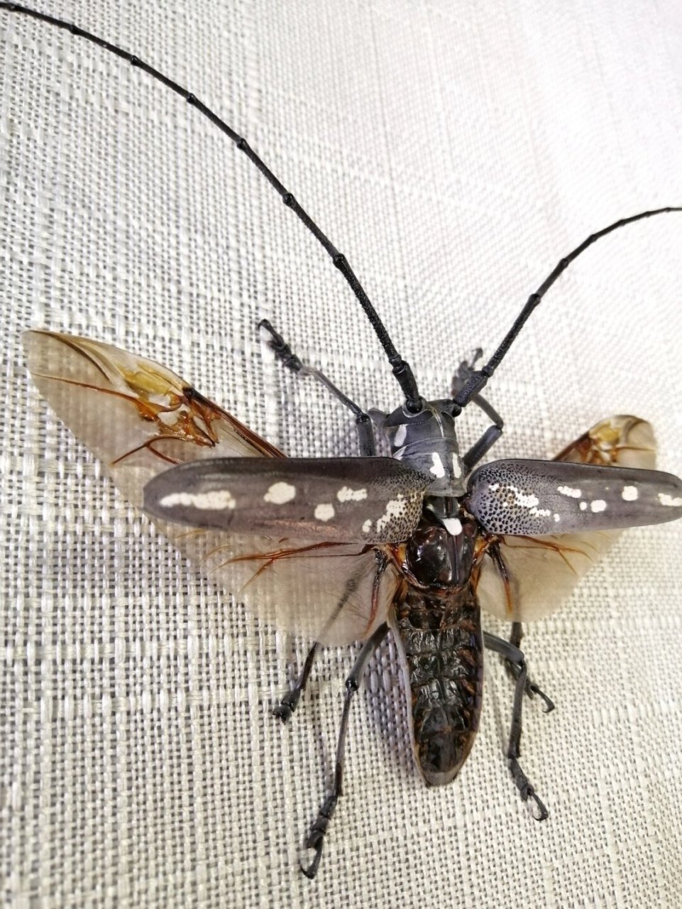 牛系列之酷虫仙牛(恐虫勿入)  云斑白条天牛【batocera lineolata】